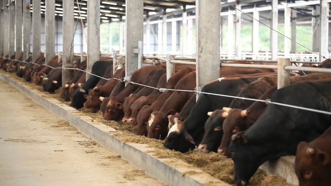 Concentrated cow breeding area of Phu Lam Company (Mong Cai City). Photo: Nguyen Thanh.