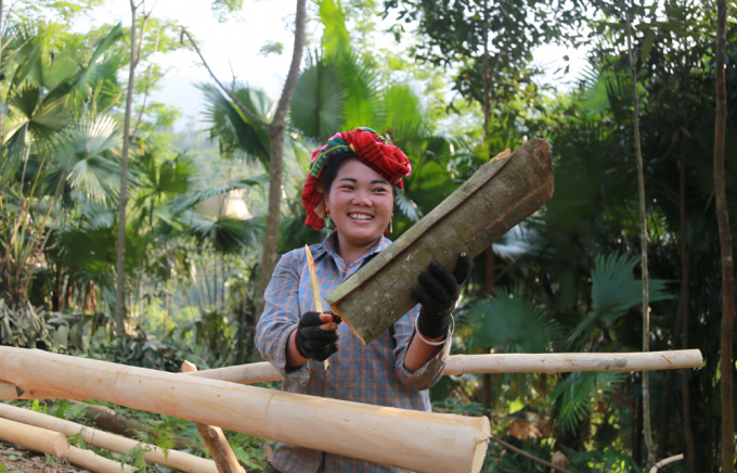 Bà con thiểu số ở huyện Bảo Yên khấm khá hơn nhờ trồng, chế biến các sản phẩm từ quế. Ảnh: M.D