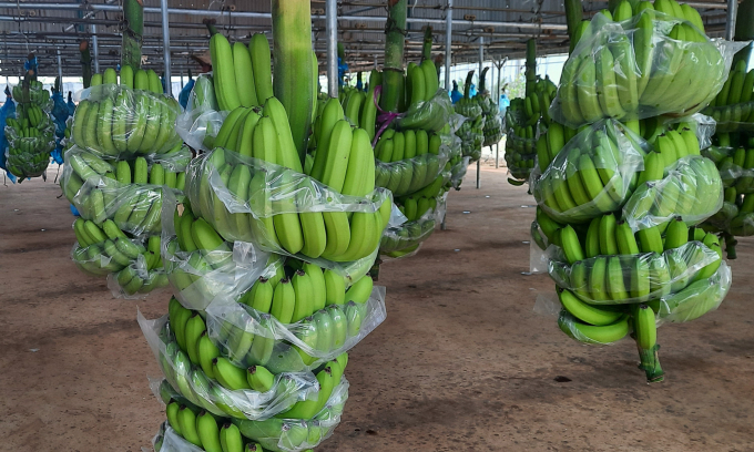 Banana trees have been developed strongly in Gia Lai. Photo: Tuan Anh.