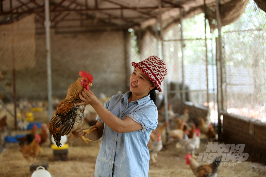 Để đáp ứng nhu cầu thị trường ổn định, chị Thoan duy trì thường xuyên 3.000 gà thịt (xuất bán đến đâu lại nhập vào nuôi gối đến đó). Ảnh: HB.