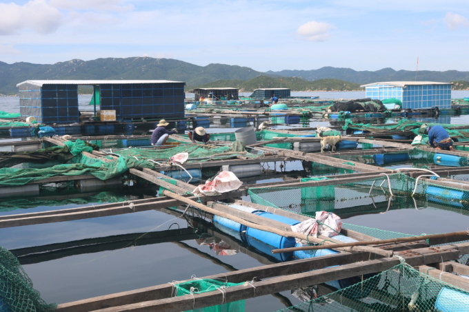 Huyện Vạn Ninh là thủ phủ nuôi trồng thủy sản bằng lồng bè ở tỉnh Khánh Hòa. Ảnh: KS.