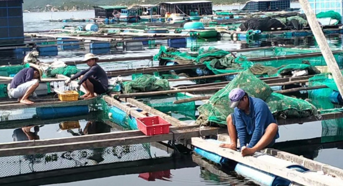 Người nuôi trồng thủy sản ở Đầm Môn, xã Vạn Thạnh chủ động gia cố lồng bè. Ảnh: KS.