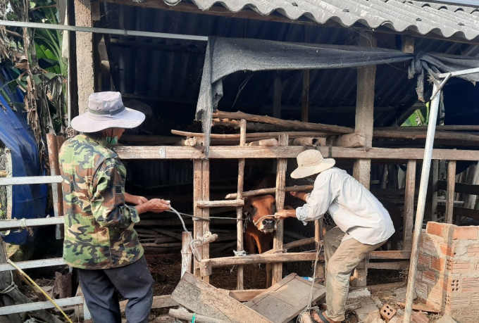 Những tháng cuối năm, tỉnh Quảng Ngãi đang gấp rút công tác tiêm phòng vacxin cho gia súc, gia cầm. Ảnh: L.K.