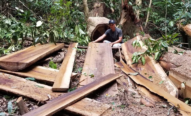 Huyện Kông Chro luôn là điểm nóng về tình trạng phá rừng.