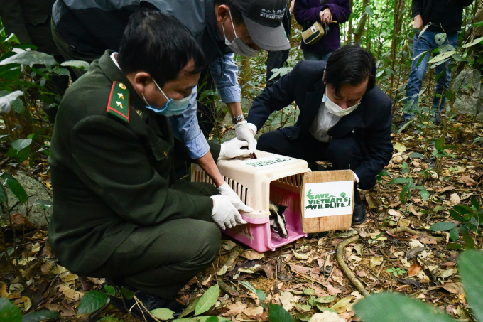 A large number of masked palm civets were released into nature at Cuc Phuong National Park in an activity to secure the future of wildlife in Vietnam. Photo: Tung Dinh. 