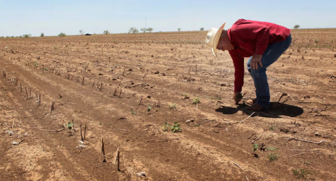 Fertilizers are an essential substance to boost soil fertility