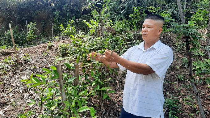 People of Ba Che have a stable income from growing medicinal plants under forest canopy. Photo: Nguyen Thanh