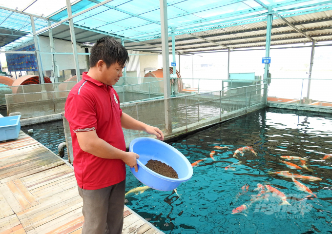 Các cơ sở nuôi cá cảnh ở TP.HCM đang nỗ lực hồi phục sau dịch Covd-19. Ảnh: Thanh Sơn.