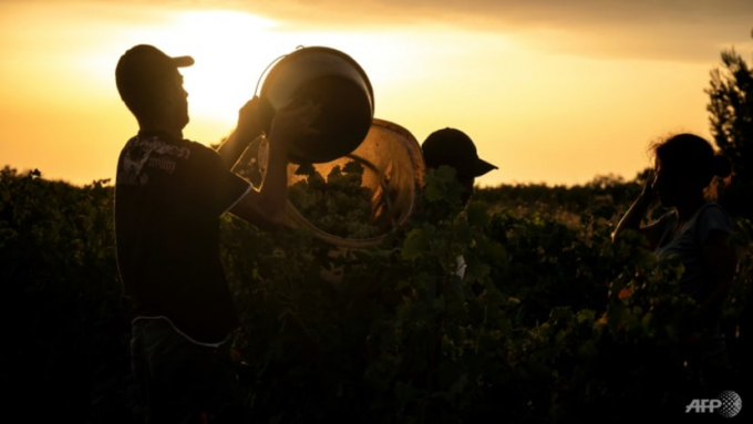 French wine regions from the southwest to the northeast are suffering through heatwaves. Photo: AFP