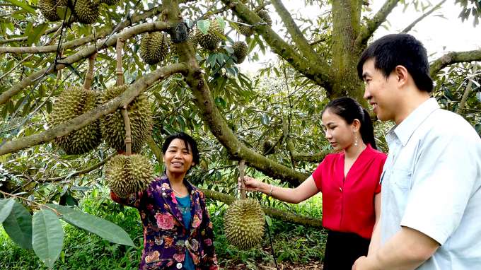 Pham Thai Hoa, a resident of Nong Doanh hamlet, Xuan Dinh commune said that the output is comparable to the previous year's, each durian tree generates VND 5 million in profit. Photo: Minh Sang.