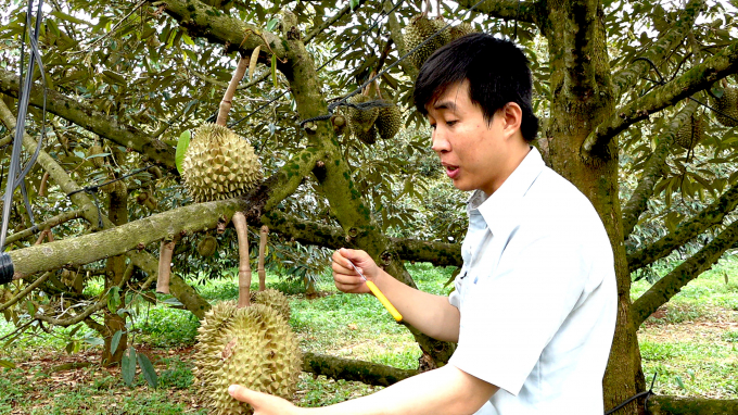 Many durian orchards have finished harvesting. Photo: Minh Sang.