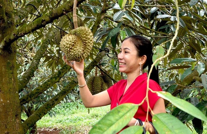 Dang Thi Thuy Nga, Director of Xuan Dinh Agricultural Service Cooperative also confirmed that durian is at the top for high profit compared to other crops. Photo: Minh Sang.
