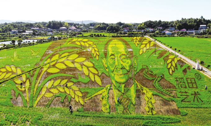 Hình ảnh khổng lồ của vua lúa lai Viên Long Bình, người khai sinh ra giống lúa lai ở Trung Quốc, được tạo tác trên cánh đồng lúa ở làng Wufu để tưởng nhớ sự đóng góp của ông. Ảnh: IC