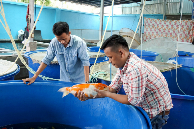Thu hoạch cá Koi ở Công ty Cổ phần Cá Koi Việt Huấn. Ảnh: Thanh Sơn.
