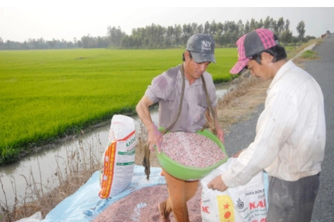 Nông dân vùng đồng bằng sông Cửu Long của Việt Nam chuẩn bị bón phân cho lúa. Ảnh: Lê Hoàng Vũ