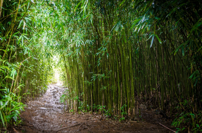 China is currently the biggest competitor of Vietnam's bamboo industry.