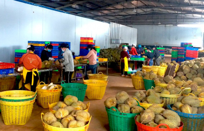 Preliminary processing durians. Photo: Minh Sang.
