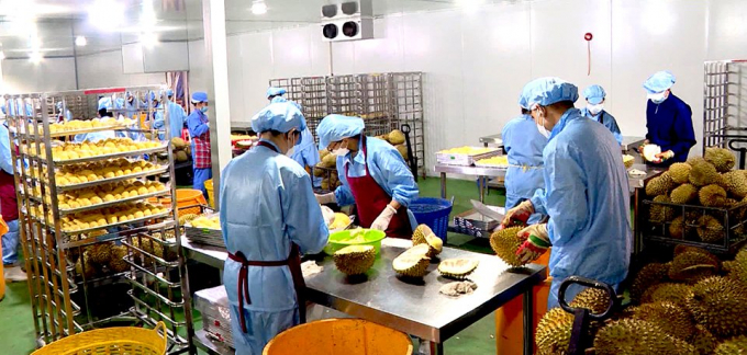 Preliminary processing and packaging of durian for export. Photo: Minh Sang.