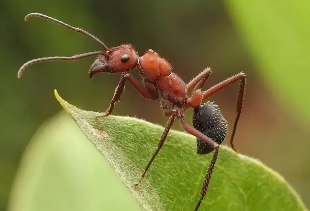 A tropical Ectatomma ant, one of the world’s 14,000 species, many of which can do the job of chemicals by killing pests that harm crops. Photo: José Pezzonia