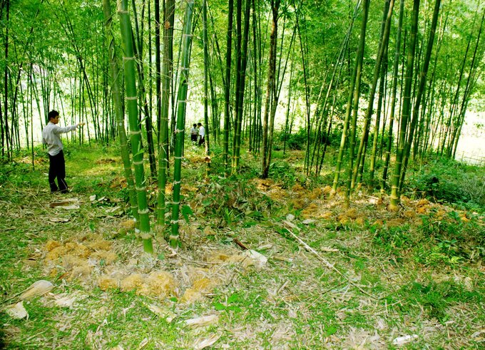 Bamboo varieties in Thanh Hoa are being invested by projects to recover and develop.