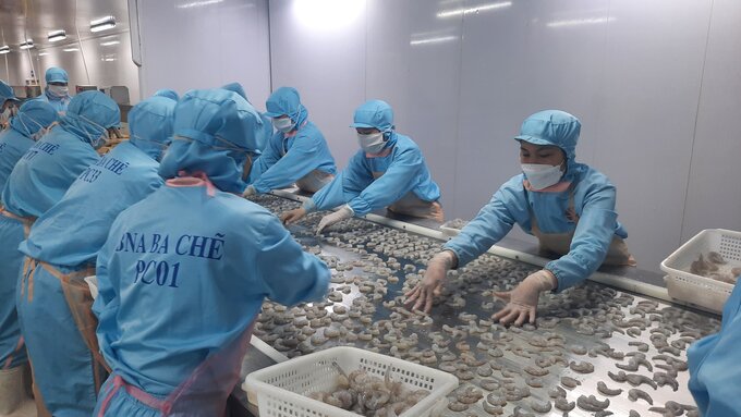 Processing frozen shrimp for export. Photo: Nguyen Thanh.