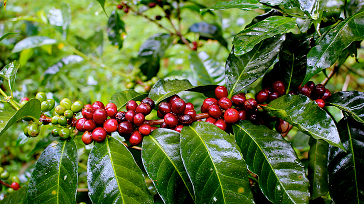 Update the latest coffee prices today 11/15/2022