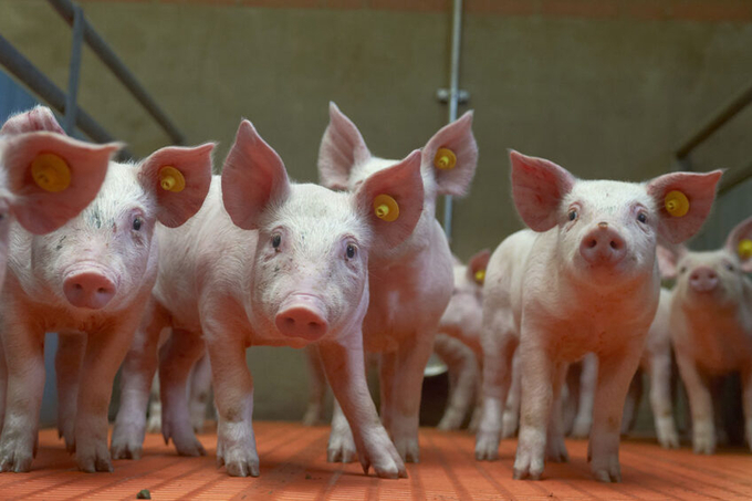 Piglets after weaning.  Photo: Van Assendelft Fotografie