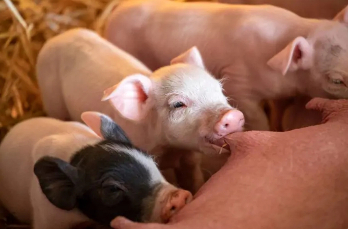 Đối với hầu hết các giống lợn, số lượng lợn con trung bình trên mỗi lứa đẻ là khoảng bảy hoặc tám con là đẹp. Ảnh: Poutry World