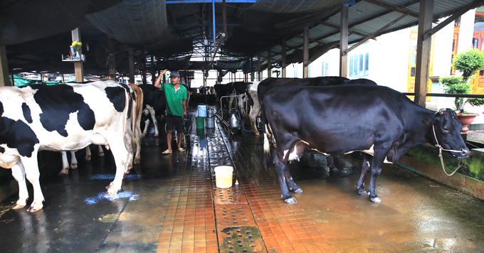 Một trong những nguyên nhân cơ bản khiến đàn bò giảm số lượng là lợi nhuận. Trong khi giá thu mua sữa nguyên liệu không tăng hoặc tăng ít, thì giá thức ăn lại tăng cao. Ảnh: Hồng Thuỷ.