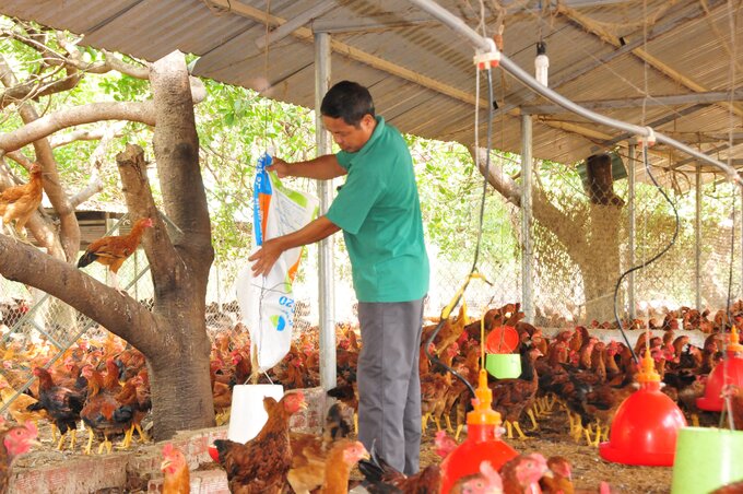 Chăn nuôi gà an toàn dịch bệnh tại huyện Bình Long. Ảnh: Trần Trung.
