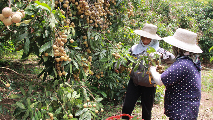 Nhãn đã và đang trở thành cây trồng chủ lực tại Bắc Giang sau cây vải. Ảnh: Đinh Mười.