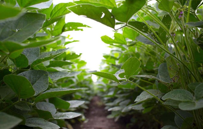 Lô giống đậu tương GM năng suất vượt trội được trồng thử nghiệm ở Haley Ahlers, bang Kansas, Mỹ. Ảnh: MNS