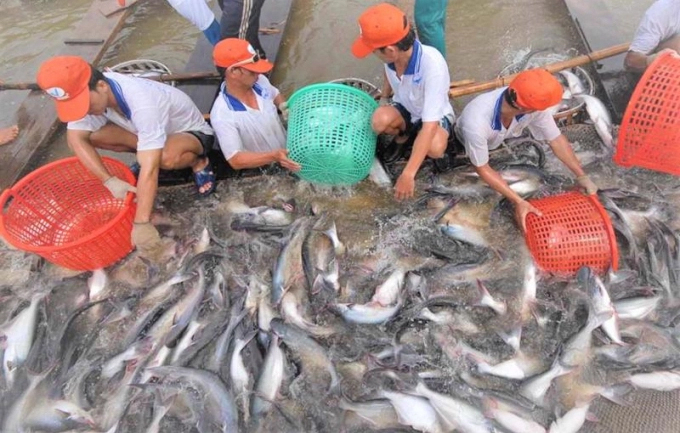 Pangasius exports continued to have a downward trend in July 2022 in the context of increasing challenges in the last months of the year. Photo: BT.