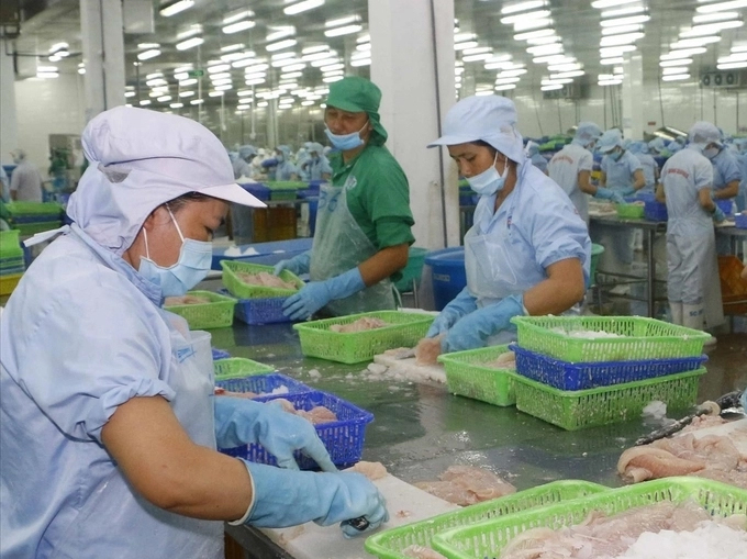 After many years of sharp price drop, in the past 2 years, the pangasius industry has recovered strongly. Photo: BT.