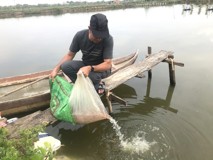 Người nuôi tôm ở Bình Định thả cá rô phi vào ao nuôi để cá dọn sạch môi trường nguồn nước. Ảnh: V.Đ.T.