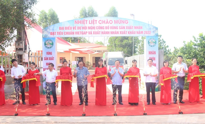 At the event, Bac Giang province also granted the VietGap certification for the longan area of Dong Ky commune, Yen The district. Photo: BG.