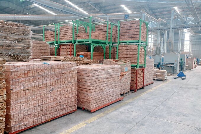 The wood industry of Vietnam in general and Quang Tri in particular will mark its position in the international arena if the forest is developed in a sustainable direction. Photo: Vo Dung.