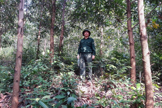 State supports and the companionship of enterprises are essential for forest growers to harness their confidence and invest in planting large timber forests. Photo: Vo Dung.
