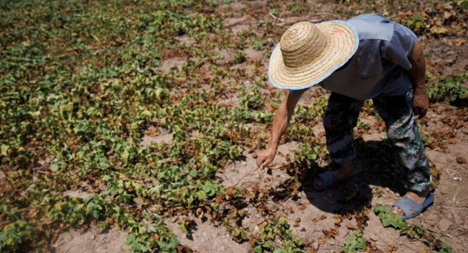 Local farmer Chen Xiaohua, 68, shows his dead sweet potato plants after all his crops perished as the region is experiencing a drought in Fuyuan village in Chongqing, China, August 19, 2022. Photo: REUTERS/Thomas Peter