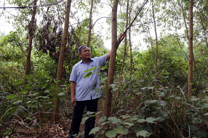 The mindset of forest growers changed when many households switched to planting large timber forests and FSC-certified forests. Photo: Vo Dung.