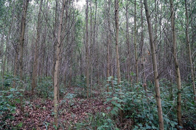 Quang Tri province has over 121,000 ha of forests for production. Photo: Vo Dung.
