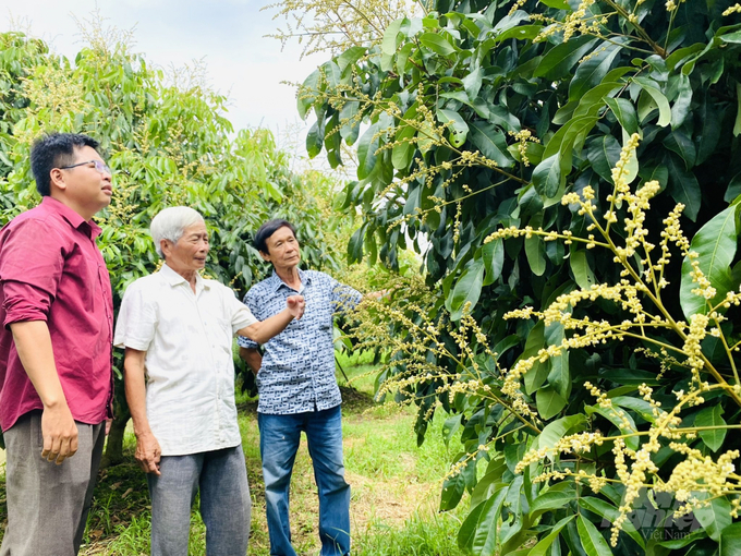 A farm of organically-produced Ido longan in Dong Tam Agricultural Cooperative, Dinh Mon commune, Thoi Lai district, Can Tho city. Photo: Le Hoang Vu.