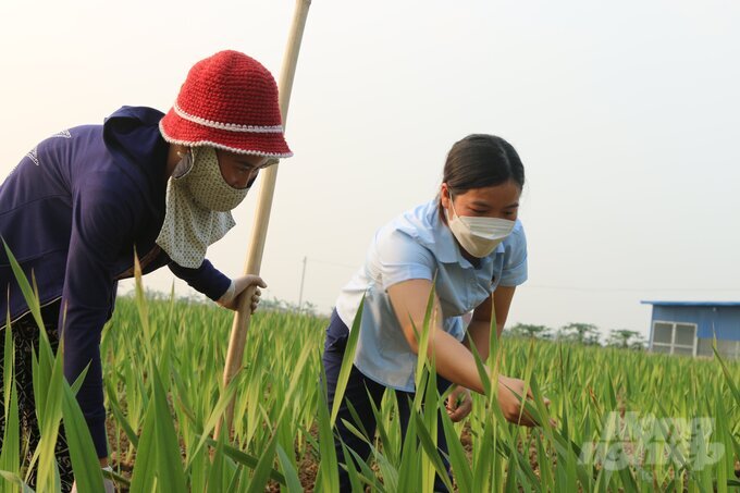 Cán bộ khuyến nông huyện An Dương hướng dẫn người dân chăm sóc hoa lay ơn đúng quy trình kỹ thuật. Ảnh: Đinh Mười.