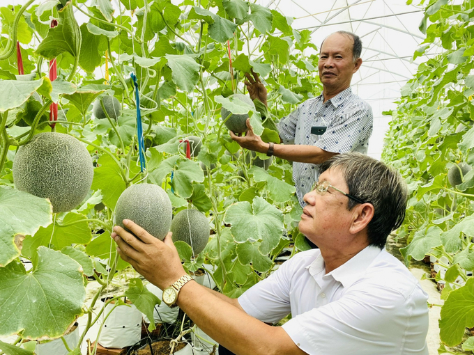 Farmers in Can Tho City boldly switched from traditional agriculture to organic agriculture, which is yielding positive results. Photo: Le Hoang Vu.