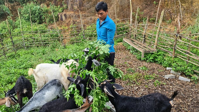 Mô hình phát triển chăn nuôi gia súc ở vùng miền núi đã giúp gia đình anh Hồ Minh vươn lên khá giả. Ảnh: Thanh Nga.