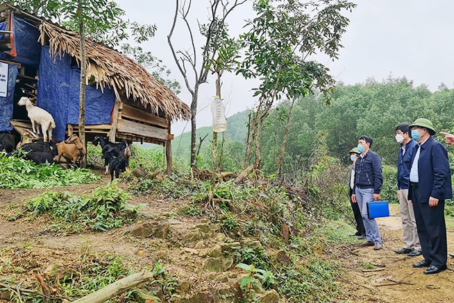 Quang Binh's agricultural sector focuses on building many models of livestock development in the mountainous commune of Truong Xuan.  Photo: TP