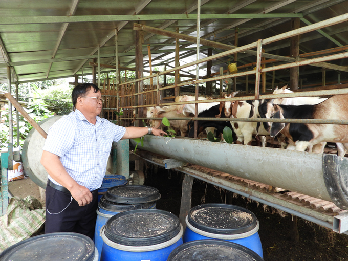 Đàn dê hơn 200 con của ông Bình được chăm sóc khoa học. Ảnh: Trần Trung.