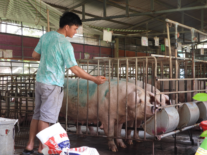 Trang trại heo của ông Bình. Ảnh: Nguyễn Thủy.