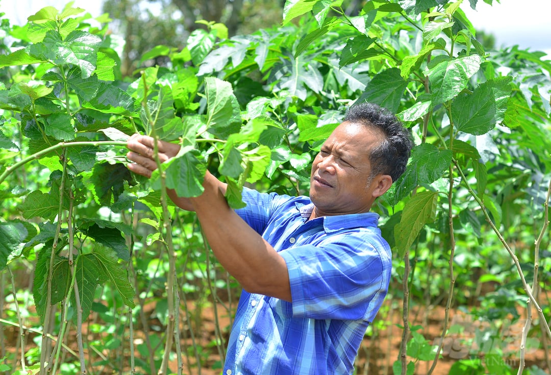 Nhờ trồng dâu nuôi tằm, người dân xã Phúc Thọ (huyện Lâm Hà, Lâm Đồng) có nguồn thu nhập ổn định. Ảnh: Minh Hậu. 