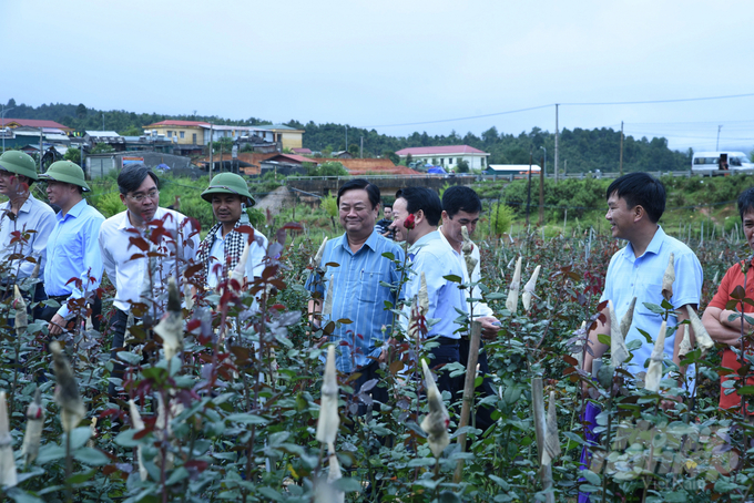 Bộ trưởng Lê Minh Hoan thăm mô hình trồng hoa hồng quy mô hàng hóa tại xã Nậm Khắt, huyện Mù Cang Chải, tỉnh Yên Bái. Ảnh: Minh Phúc.